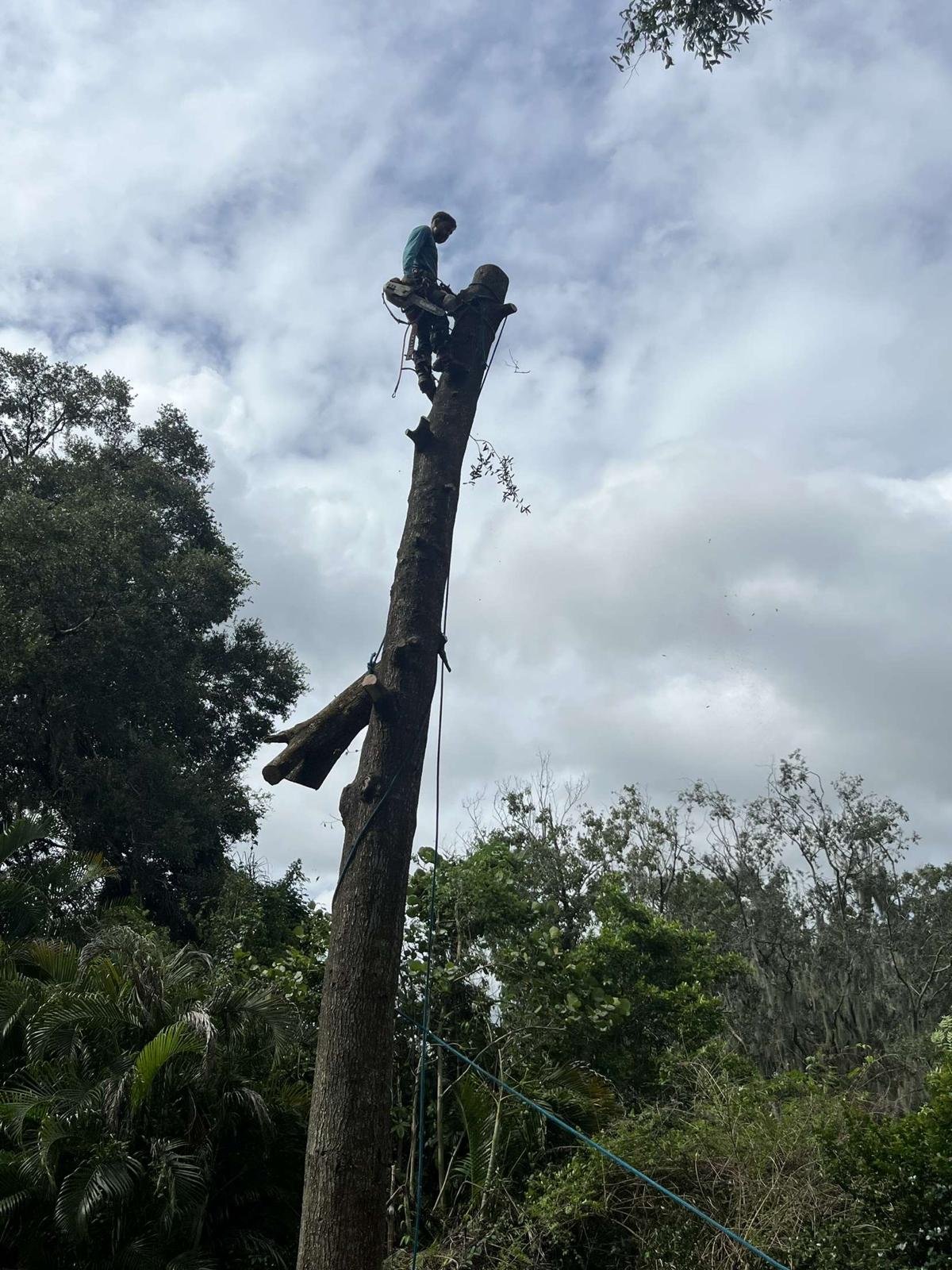 TreeservicesThe Lumberjack 11