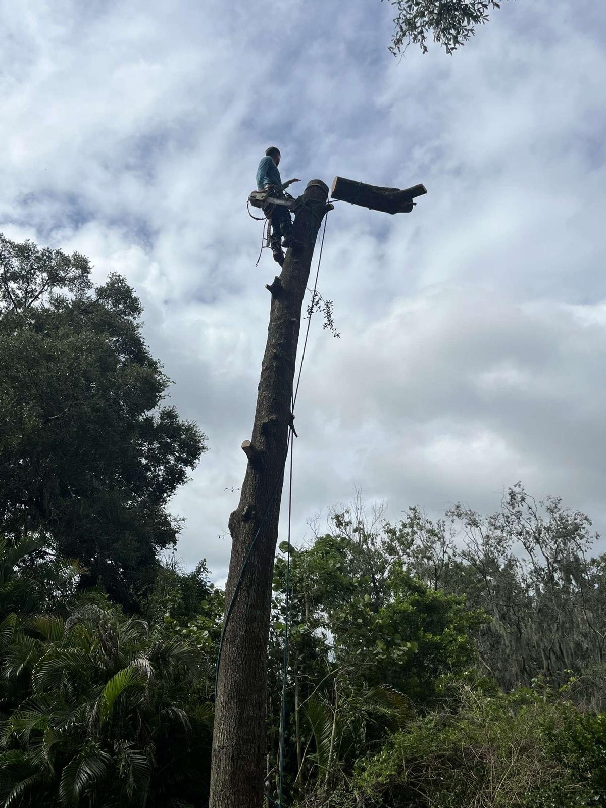 TreeservicesThe Lumberjack 2