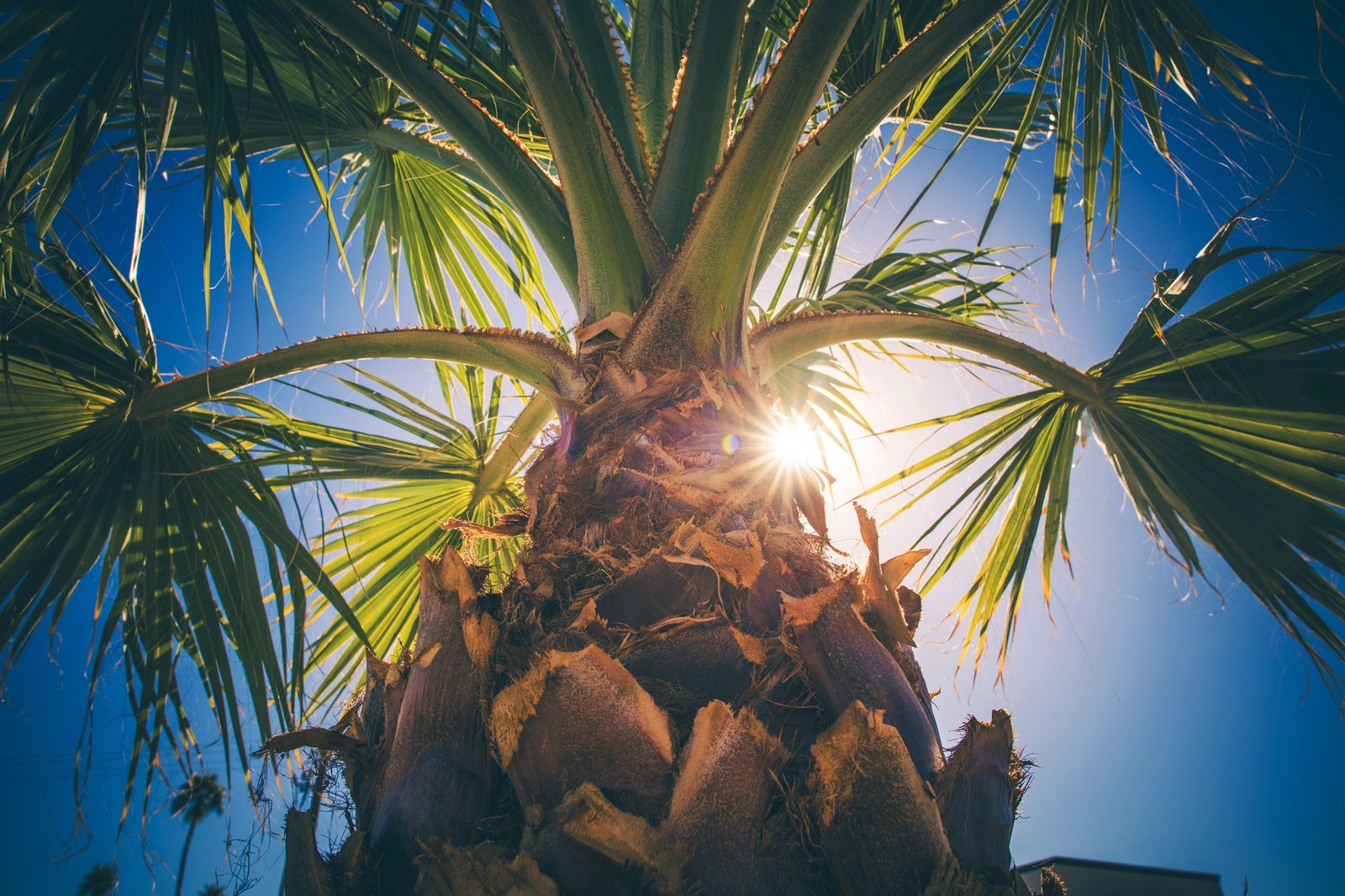 coachella valley palm tree