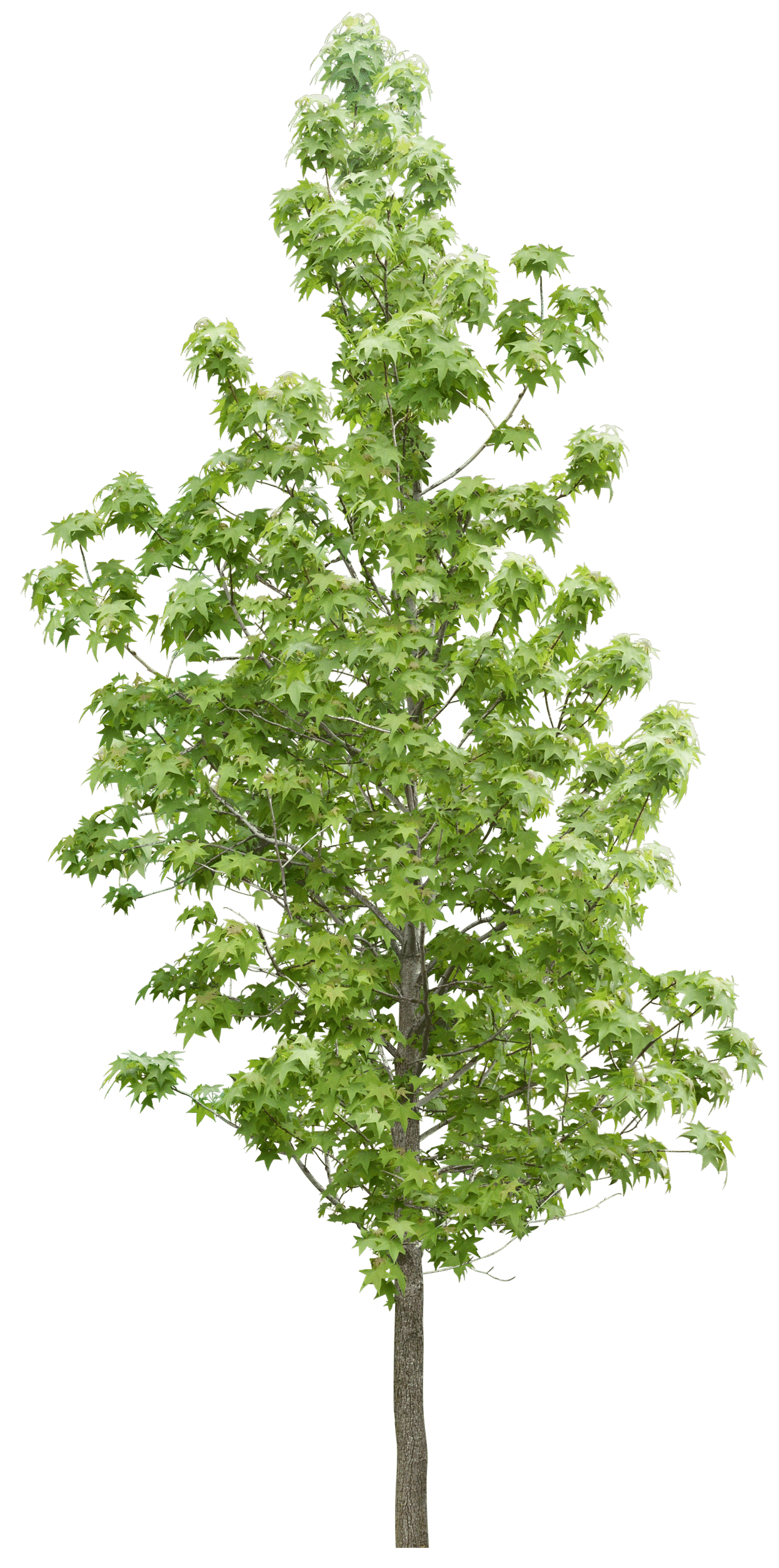 pngwing.com 37 scaled