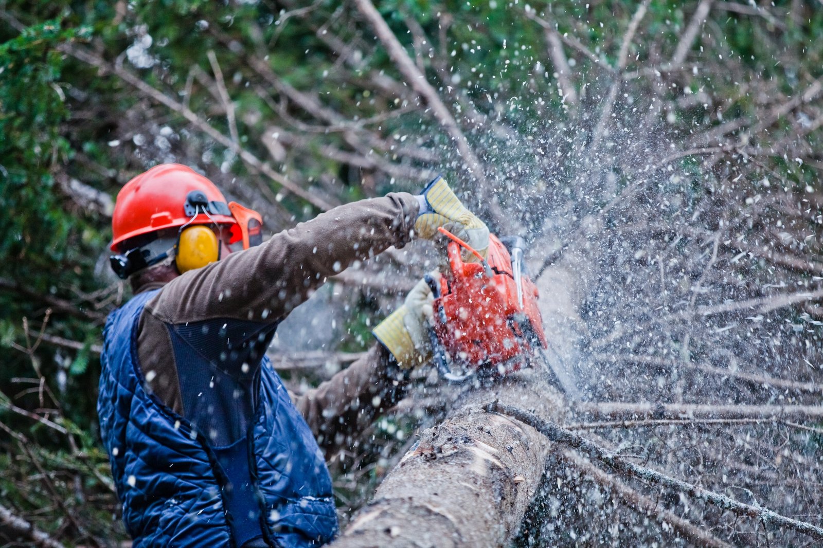 professional lumberjack cutting a big tree in the forest